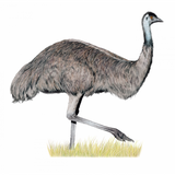 Wingspan Oceania Expansion