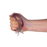 Super Squeeze Octopus - Smooshos
